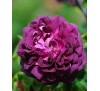 Роза Кардинал Ришелье (Cardinal de Richelieu)